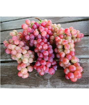 FLARE SEEDS Red Grapes Exotic Plant Fruit Seeds Home Kitchen Garden Indoor Plant Seeds - 20 Seeds