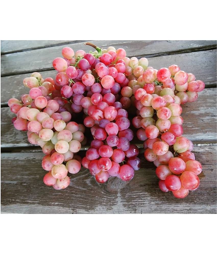 FLARE SEEDS Red Grapes Exotic Plant Fruit Seeds Home Kitchen Garden Indoor Plant Seeds - 20 Seeds