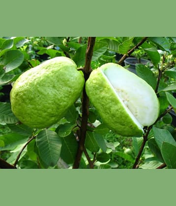 CLASSIC GREEN EARTH - Guava Fruit ( 150 Seeds )