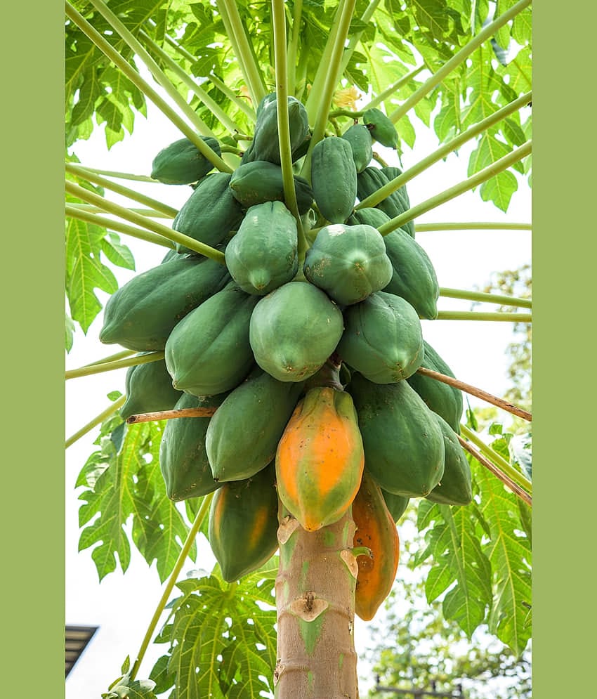 PAPAYA SEED - organic seeds - (50 per packet) + Instruction Manual