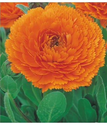 CALENDULA SEEDS Pot Marigold GOLD STAR Color Flower Seeds 30 seeds