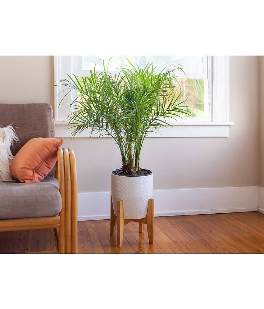 HN organic seed - Areca palm Plant ( 5 Seeds )