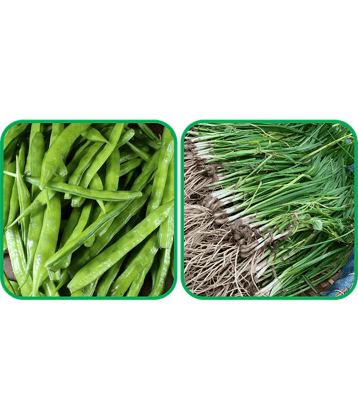 Aero Seeds Garlic Chives ( 50 Seeds) And Cluster Beans ( 50 Seeds) Vegetable Seeds Pack