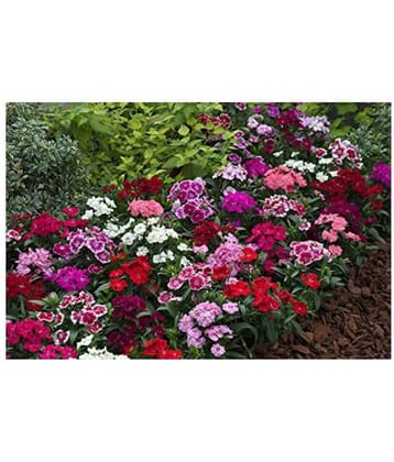 SHOP 360 GARDEN Dianthus Magic Mix Flower Seeds - Pack of 100 Seeds