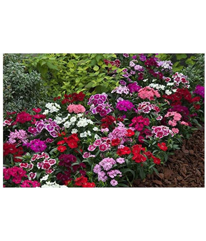 SHOP 360 GARDEN Dianthus Magic Mix Flower Seeds - Pack of 100 Seeds