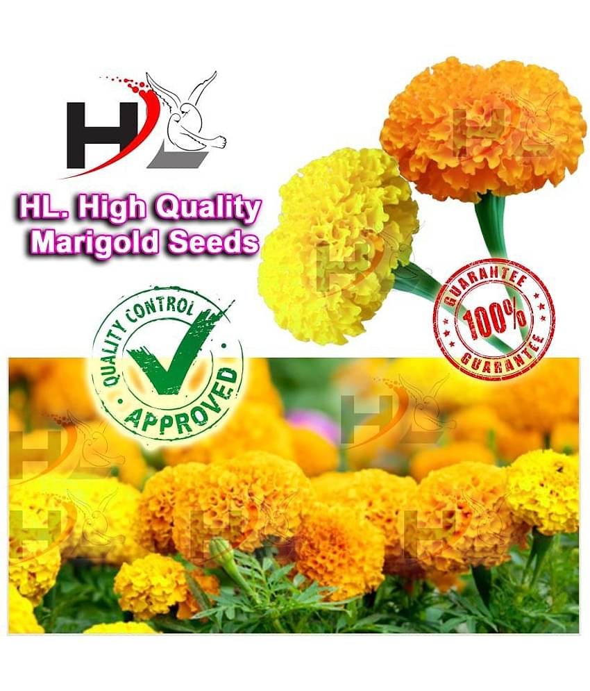 HL. High Quality MIX Marigold Seed 100% working