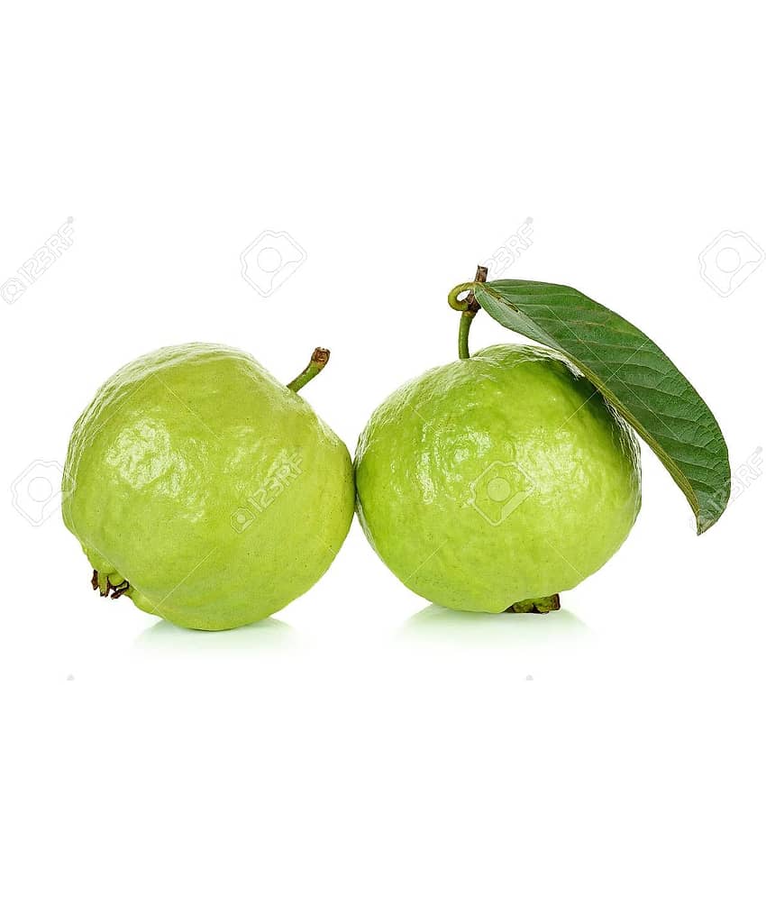 GREEN INDIA GUAVA FREES HYBRID 100% ORIGINAL SEEDS