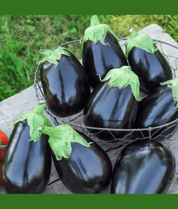 Jignisha Seeds Hybrid Brinjal Vegetable ( 50 Seeds )