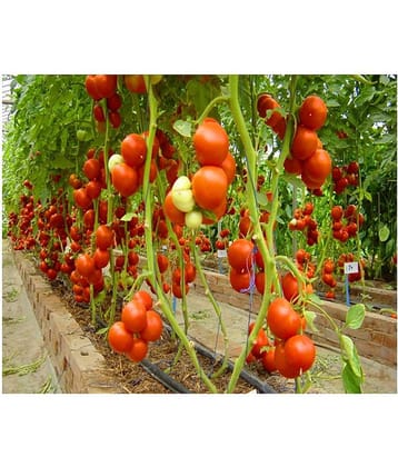 Hybrid Indian Climbing Tomato 50 Seeds Pack