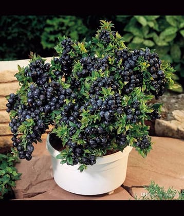 Green india 100% original bonsai fress hybrid seeds