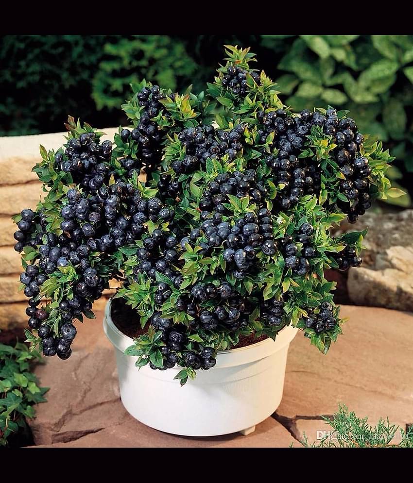 Green india 100% original bonsai fress hybrid seeds