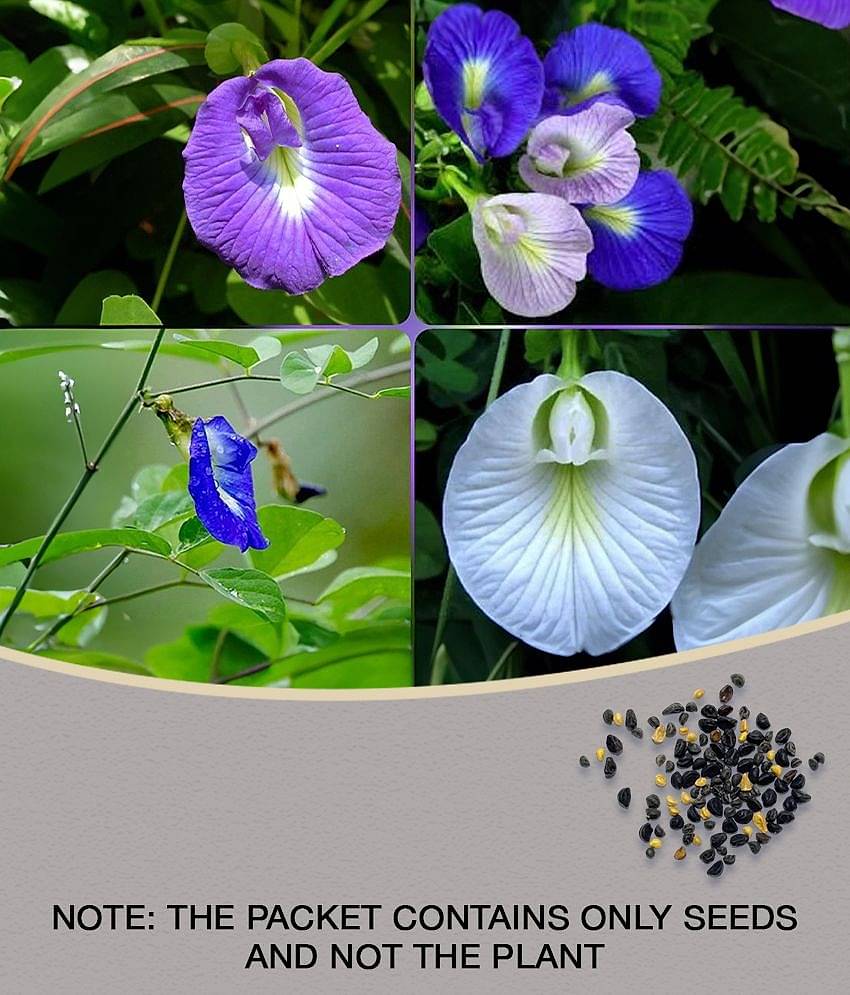 SHOP 360 GARDEN SHANKHPUSHPI / APARAJITHA / SANGU POO / CLITORIA TERNATEA / BUTTERFLY PEA MIXED FLOWER SEEDS - PACK OF 15 SEEDS