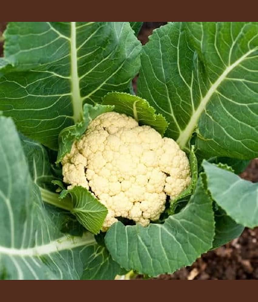 PARTHVA SEEDS Organic Cauliflower Vegetable ( 800 Seeds )