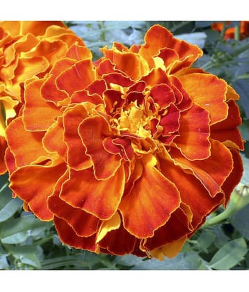 Rare French African Hybrid Marigold Seeds ZENITH RED Marigold 30 seeds