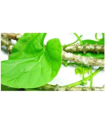 PE - Tippa Teega, Shindilakodi, Gudichi, Amrutha Balli Plant Powder (100 g)