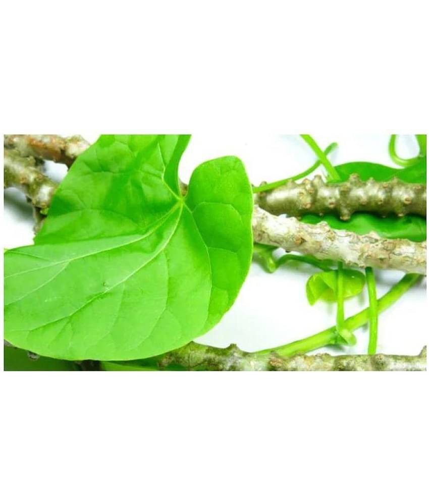 PE - Tippa Teega, Shindilakodi, Gudichi, Amrutha Balli Plant Powder (100 g)