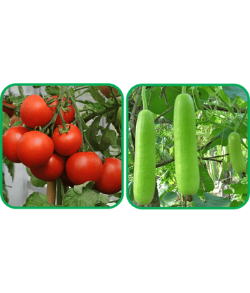 Aero Seeds Bottle Gourd Long ( 30 Seeds) And Tomato ( 50 Seeds) Vegetable Seeds Pack