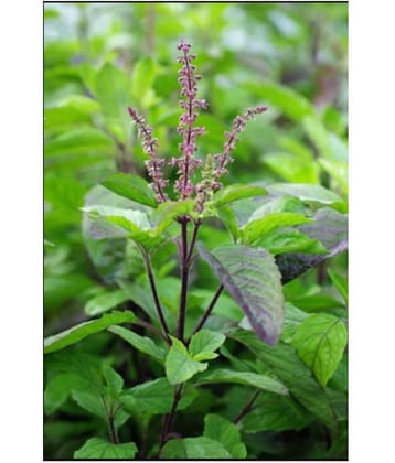 SHOP 360 GARDEN Rama Tulsi, Holy Basil, Tulsi Seeds, Ocimum Sanctum Seeds For Growing - Pack of 200 Seeds