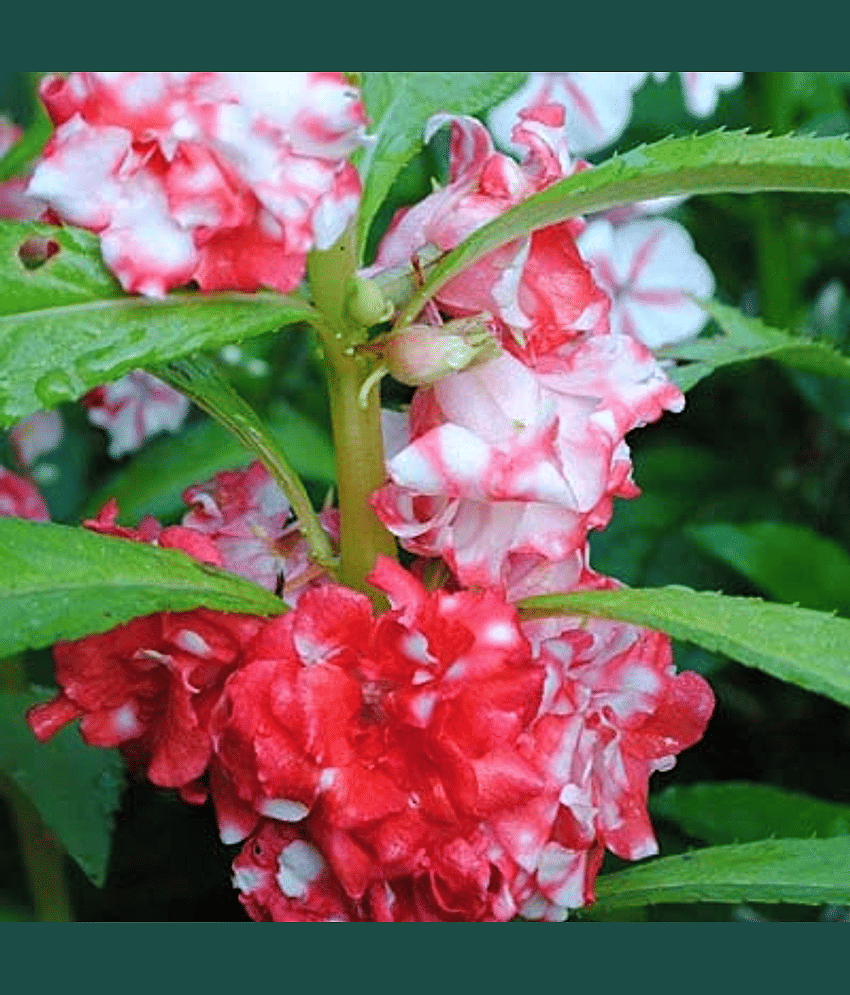 Vedhahi Balsam Mixed Flower ( 150 Seeds )