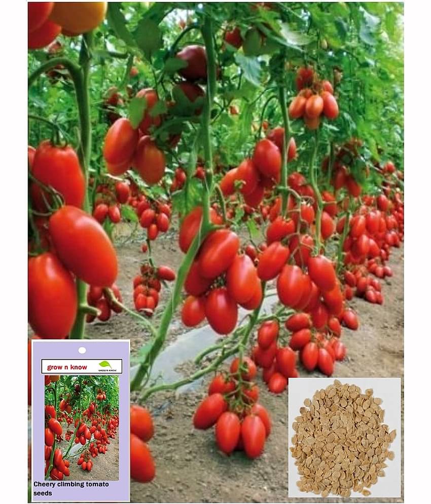grow n know Cherry Tomato Vegetable ( 40 Seeds )