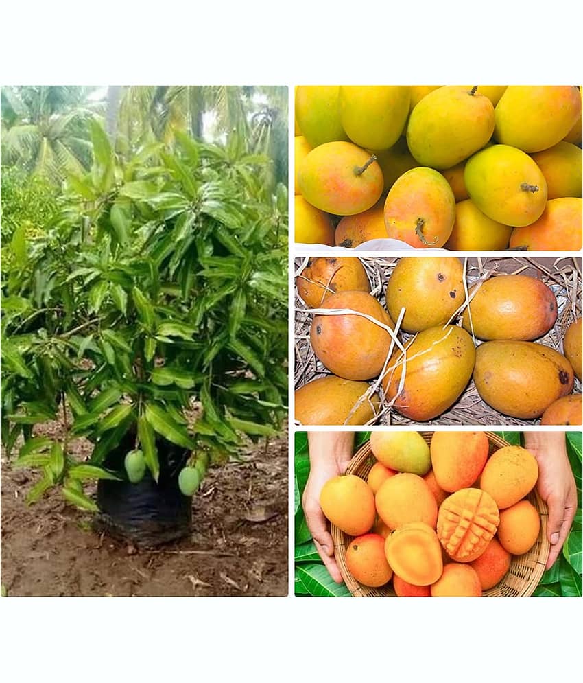 Cloud Farm Outdoor Mango Fruit Plant Pack of 1