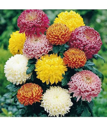 homeagro - Indian Chrysanthemum Mixed Flower ( 50 Seeds )