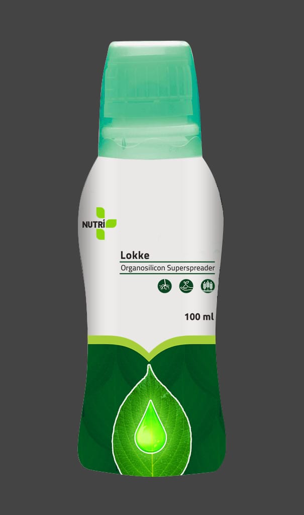 LOKKE NUTRIONE