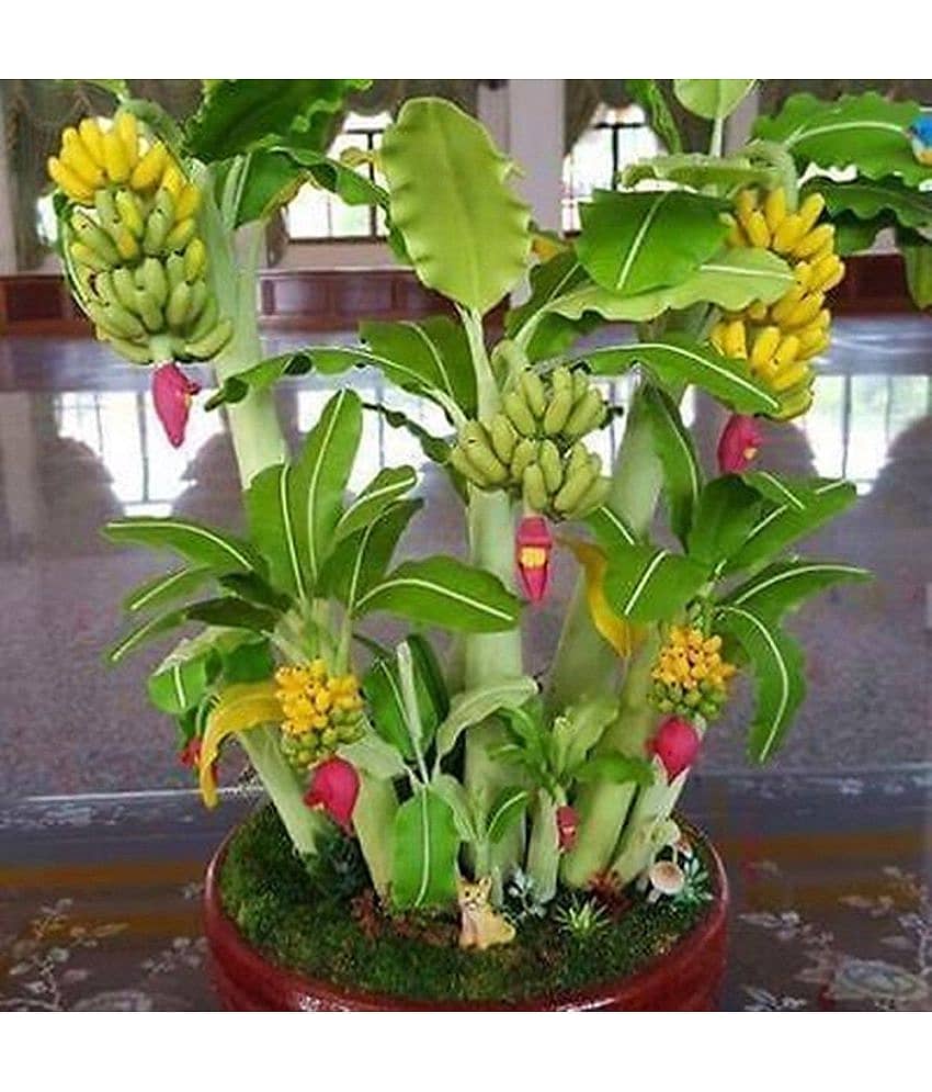 M-Tech Gardens Bonsai Banana Fruit Seeds - 25 Seeds/Pack + Instruction Manual