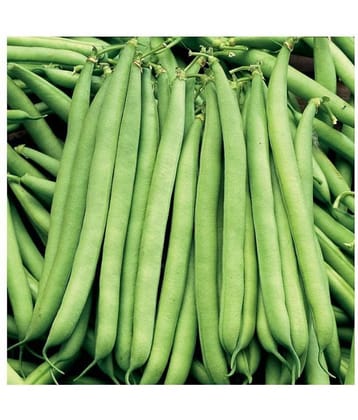 Vedhahi French Beans Vegetable ( 40 Seeds )