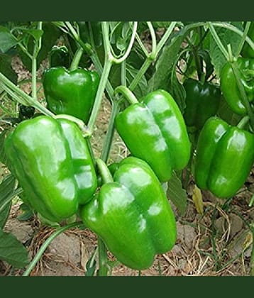 Green capsicum hybrid vegetable seeds (50 seeds)