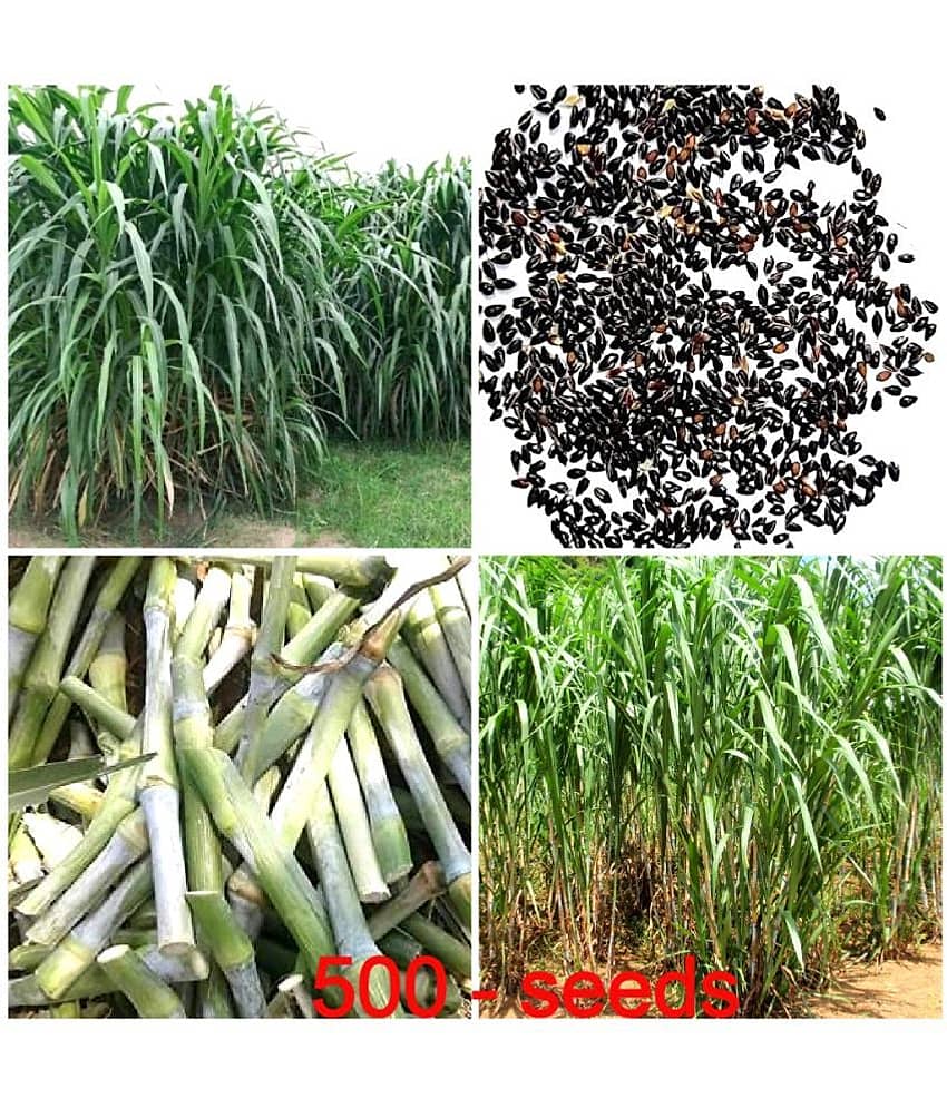 GREEN EARTH JUMBO GRASS SEEDS Nederland grass 500 seeds best for animal feeding