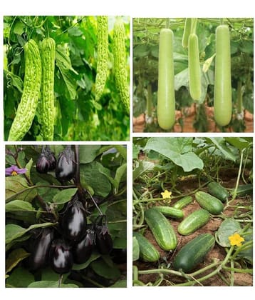 Connifer® Combo Seeds 4 vegetable ( BRINJAL, Bitter Gourd,Cucumber & Bottle Gourd) High Yield Hybrid Seeds (Pack Of 40 Seeds , 10 seeds each variety)
