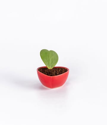 Hoya Heart Plant In Red Heart Shaped Ceramic Pot