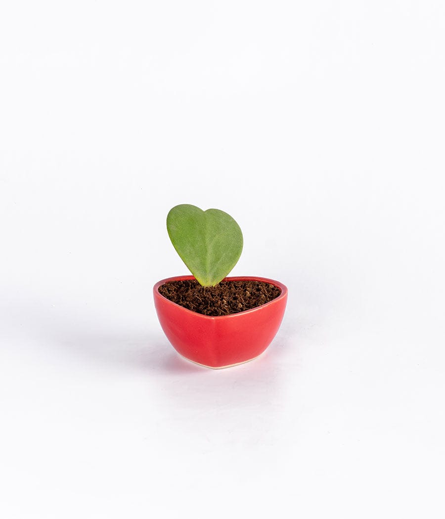 Hoya Heart Plant In Red Heart Shaped Ceramic Pot