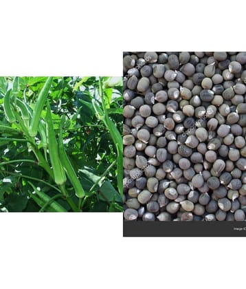 Lady Finger or Bhindi Hybrid ( 50 - Seeds ) for Terrace Kitchen Balcony Gardening
