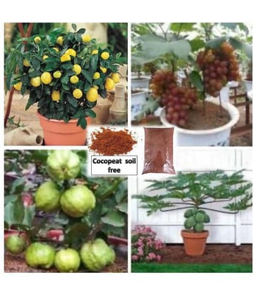 pack of 4 fruit seeds (GUAVA GRAPES PAPAYA LEMON ) 15 - 15 SEEDS OF EACH ONE FRUIT WITH MANUAL + cocopeat soil free