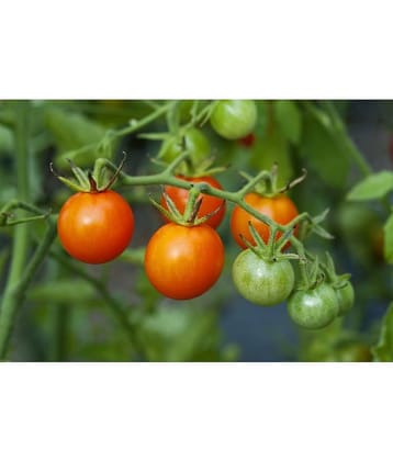 homeagro - Tomato Vegetable ( 100 Seeds )