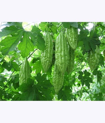 Aero Seeds Karela Vegetable ( 30 Seeds )