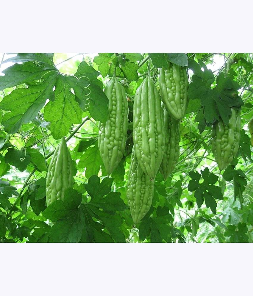 Aero Seeds Karela Vegetable ( 30 Seeds )