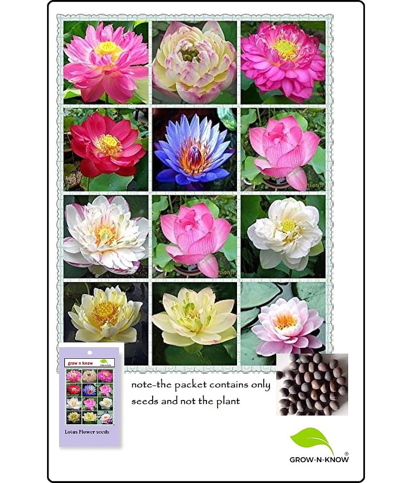 GROW-N-KNOW Lotus Flower ( 20 Seeds )