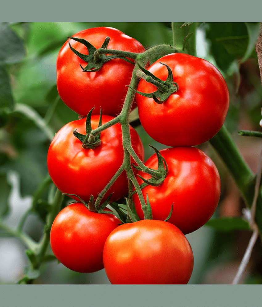 TOMATO (TAMATAR) F1-HYBRID SEEDS ROUND SHAPED | Perfect for Home Gardening, Open Farming and Poly House Farming