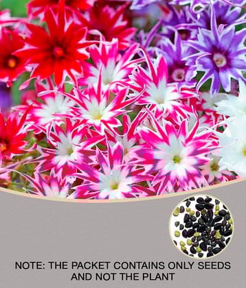 Phlox mix varietry flower 40 seeds pack with 100 gm cocopeat snd user manual