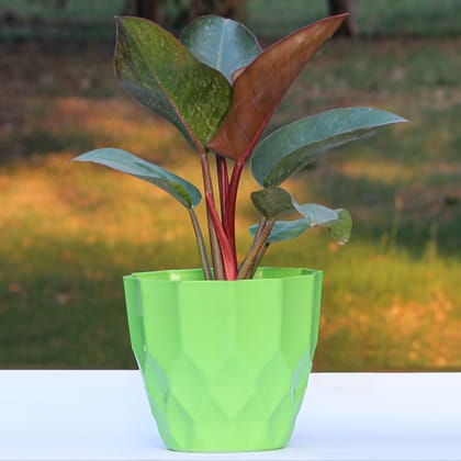 Green Zeta Cool Pot-6 Inch / Pack of 2 / Green