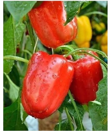Capsicum Red (Bell Pepper) Seeds -50 Seeds Per Pack