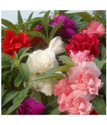 Balsam (Desert Rose/Brother Of Rose) Double Mixed Flowers Seeds - Pack of 400