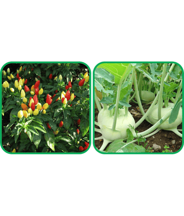 Aero Seeds Knol Khol ( 50 Seeds) And Ornamental Chilli ( 30 Seeds) Vegetable Seeds Pack