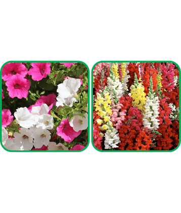 Aero Seeds Antirrhinum Mix Color (50 Seeds) And Petunia Mix Color (50 Seeds) Flower Seeds Pack
