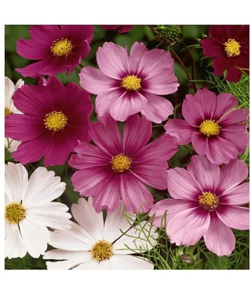 homeagro - Cosmos Mixed Flower ( 20 Seeds )