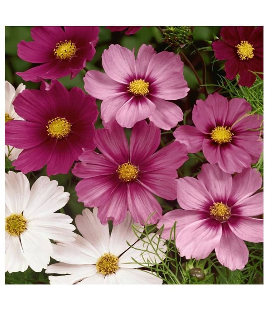 homeagro - Cosmos Mixed Flower ( 20 Seeds )