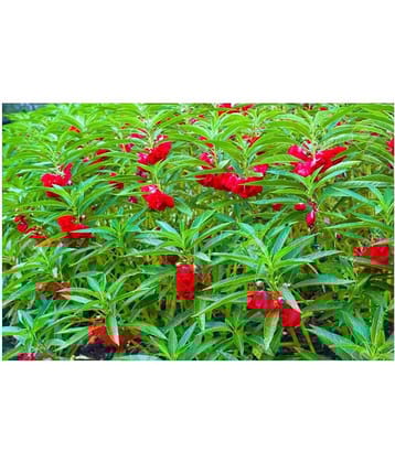 Balsam flower seeds 40 seeds